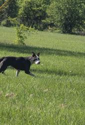 Found/Stray Female Dog last seen In fields on both sides of powers near Champion Church , Dearborn Heights, MI 48125