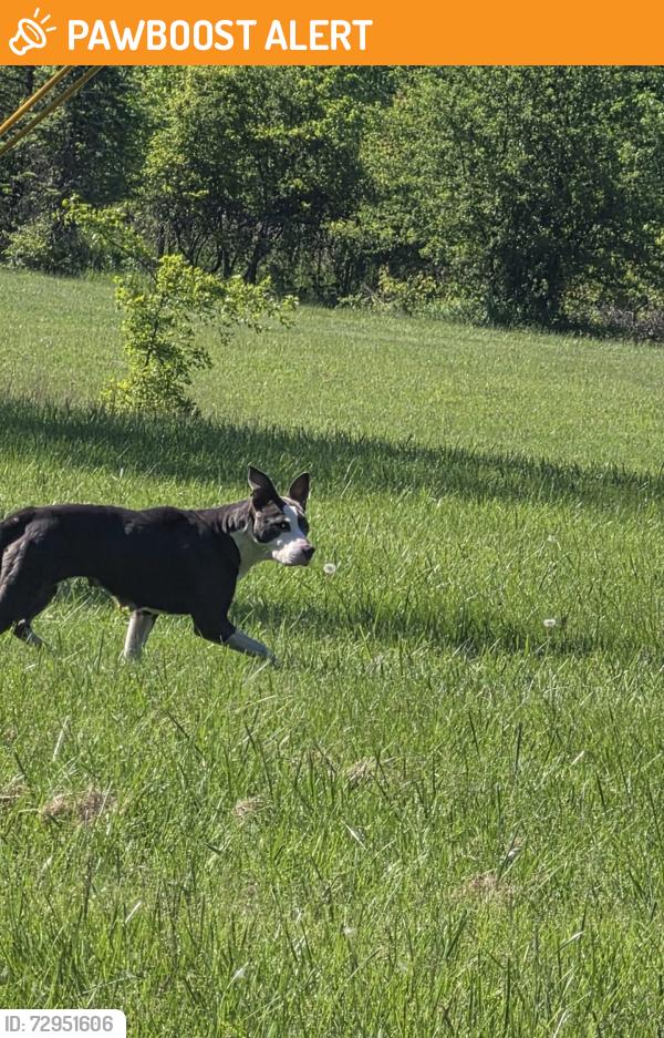 Found/Stray Female Dog last seen In fields on both sides of powers near Champion Church , Dearborn Heights, MI 48125