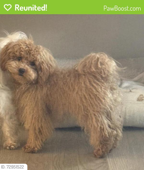 Reunited Male Dog last seen Near Cocoa Beach Cir Las Vegas  NV  89128 United States, Las Vegas, NV 89128