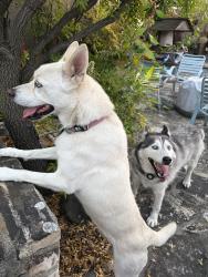 Found/Stray Male Dog last seen Sweigert/Old Piedmont, San Jose, CA 95132