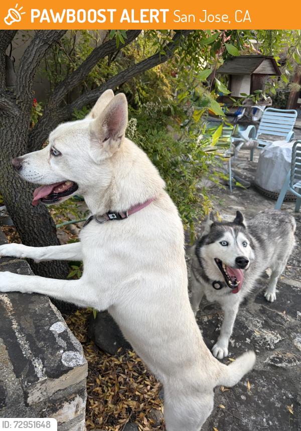 Found/Stray Male Dog last seen Sweigert/Old Piedmont, San Jose, CA 95132