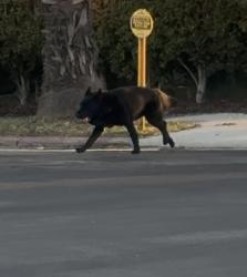 Found/Stray Male Dog last seen 30th and Adams, San Diego, CA 92116