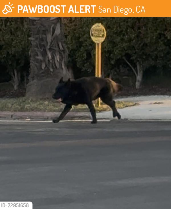 Found/Stray Male Dog last seen 30th and Adams, San Diego, CA 92116