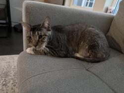 Lost Male Cat last seen Probandt, San Antonio, TX 78204