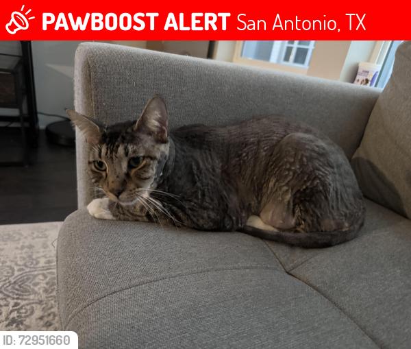 Lost Male Cat last seen Probandt, San Antonio, TX 78204