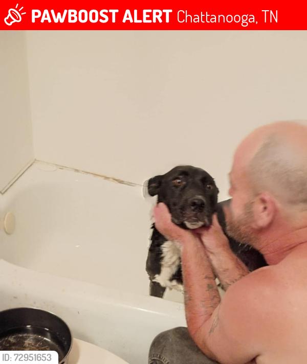 Lost Female Dog last seen Across the road from the old crystals., Chattanooga, TN 37407