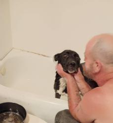 Lost Female Dog last seen Across the road from the old crystals., Chattanooga, TN 37407