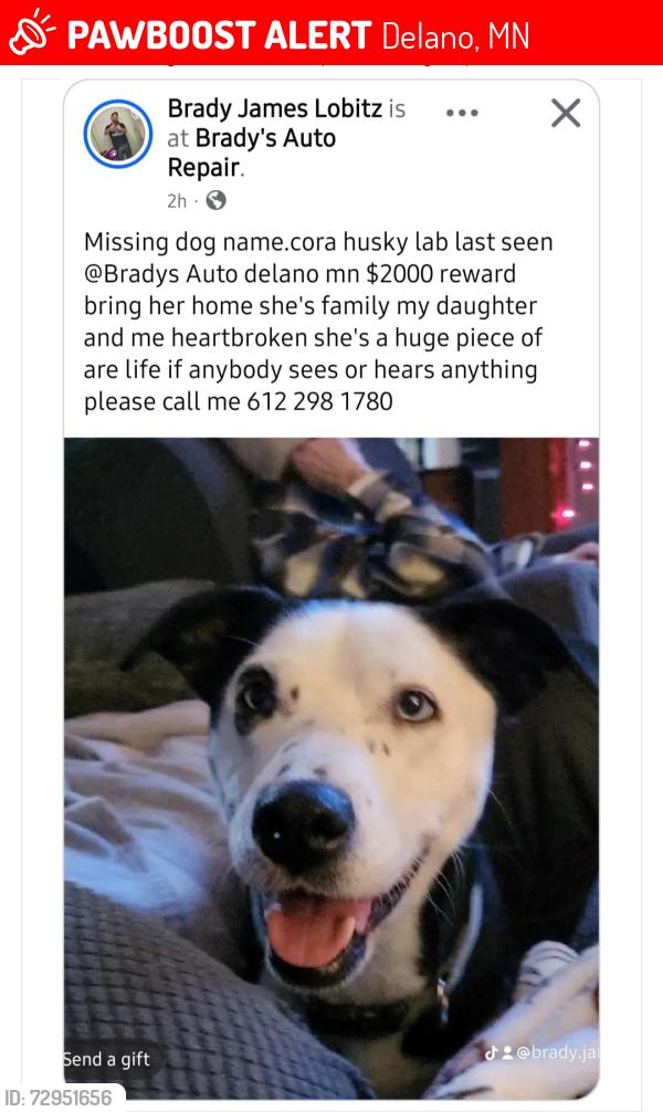 Lost Female Dog last seen Bradys Auto Repair , Delano, MN 55328