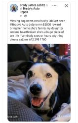Lost Female Dog last seen Bradys Auto Repair , Delano, MN 55328