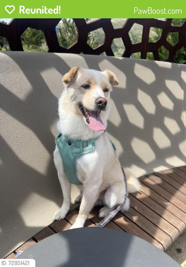 Reunited Male Dog last seen Schwerin St & Martin St. Daly City CA, Daly City, CA 94134
