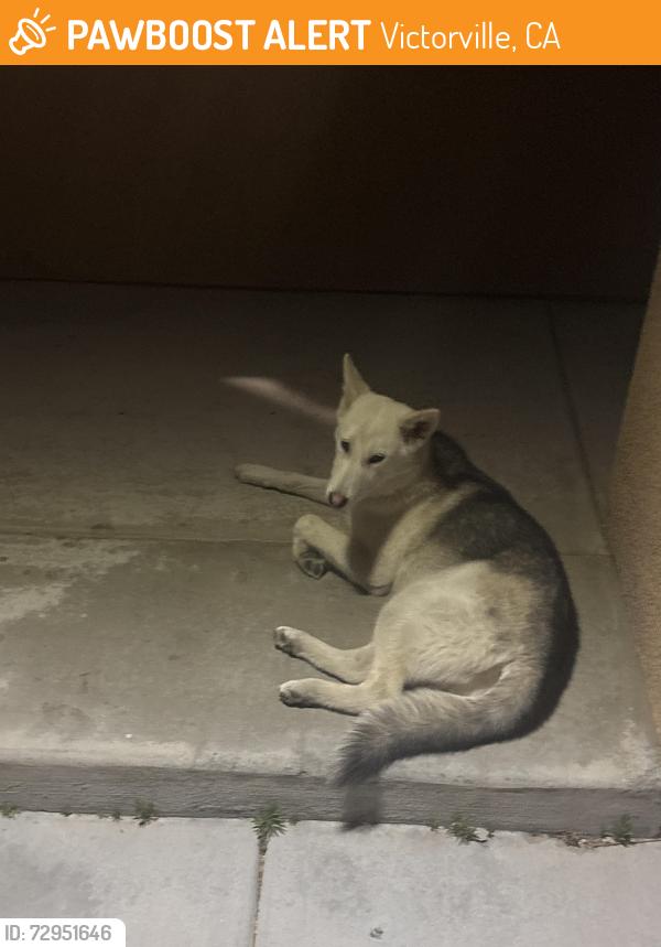 Found/Stray Unknown Dog last seen Hillary Way and Caliente Rd, Victorville, CA 92392