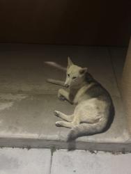 Found/Stray Unknown Dog last seen Hillary Way and Caliente Rd, Victorville, CA 92392