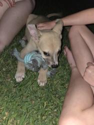Found/Stray Male Dog last seen Winton Wood Way and Turnberry Village, Spring, TX 77386