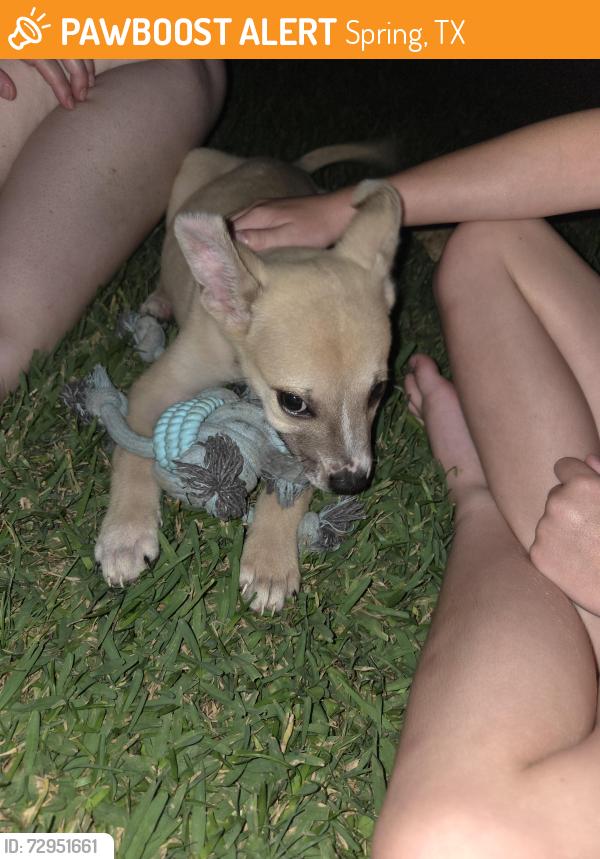 Found/Stray Male Dog last seen Winton Wood Way and Turnberry Village, Spring, TX 77386