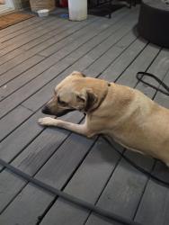 Found/Stray Female Dog last seen Ridge post, San Antonio, TX 78250