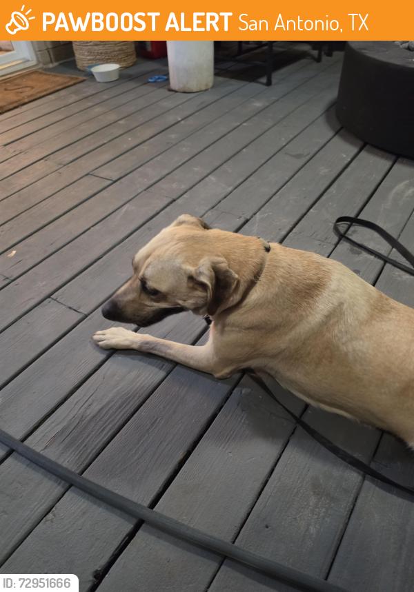 Found/Stray Female Dog last seen Ridge post, San Antonio, TX 78250