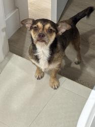 Lost Male Dog last seen Marjory y W 131st Ave, Tampa, FL 33612