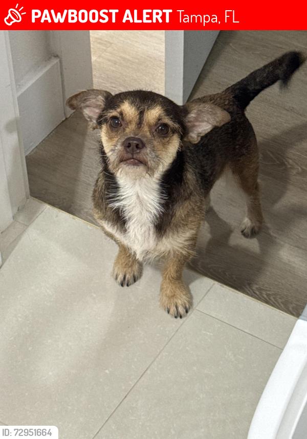 Lost Male Dog last seen Marjory y W 131st Ave, Tampa, FL 33612