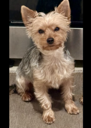 Lost Male Dog last seen Fontenelle & Mullins dr, Houston, TX 77035