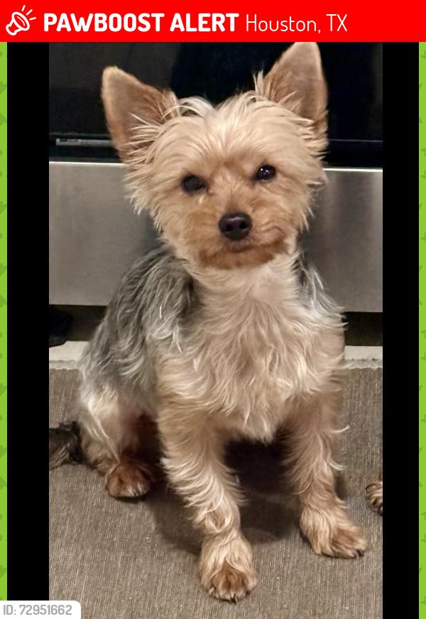 Lost Male Dog last seen Fontenelle & Mullins dr, Houston, TX 77035