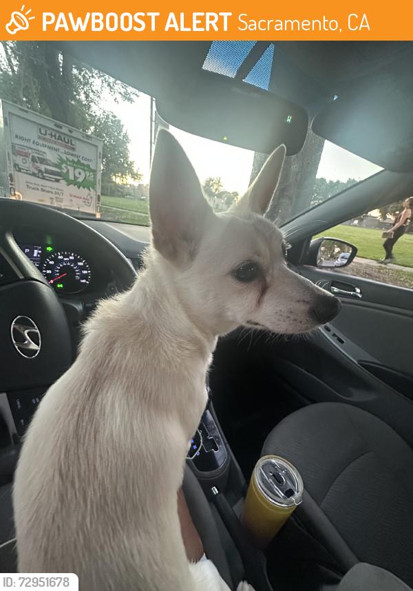 Found/Stray Unknown Dog last seen Unknown, Sacramento, CA 94240
