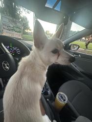 Found/Stray Unknown Dog last seen Unknown, Sacramento, CA 94240