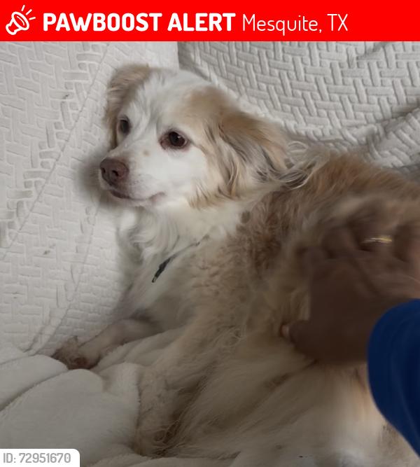 Lost Female Dog last seen Near E Cartwright, Mesquite, TX 75181