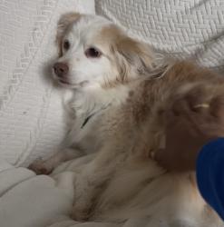 Lost Female Dog last seen Near E Cartwright, Mesquite, TX 75181