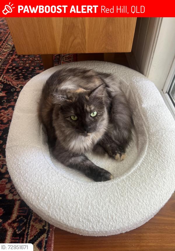 Lost Female Cat last seen Woolcock Park, Red Hill, QLD 4059