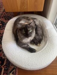 Lost Female Cat last seen Woolcock Park, Red Hill, QLD 4059