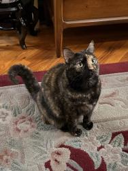 Lost Female Cat last seen 89th and Jamaica Avenue , Queens, NY 11421
