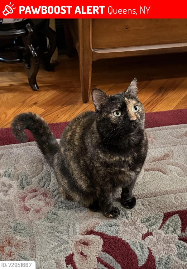 Lost Female Cat last seen 89th and Jamaica Avenue , Queens, NY 11421