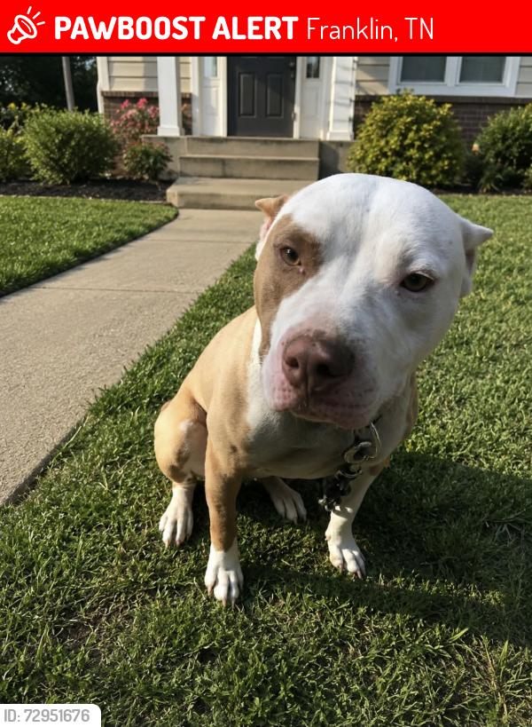 Lost Female Dog last seen Downs boulevard, Franklin, TN 37064