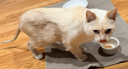 Found/Stray Unknown Cat last seen Sayre & Irving Park, Chicago, IL 60634