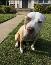 Lost Female Dog last seen Downs boulevard, Franklin, TN 37064
