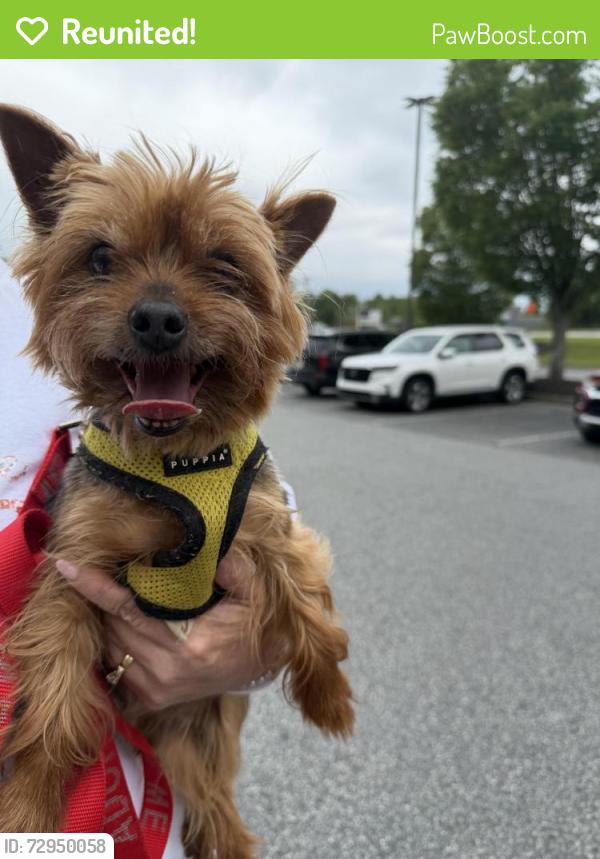 Reunited Male Dog last seen Beaver Ridge dr and Bethelview Rd, Forsyth County, GA 30040