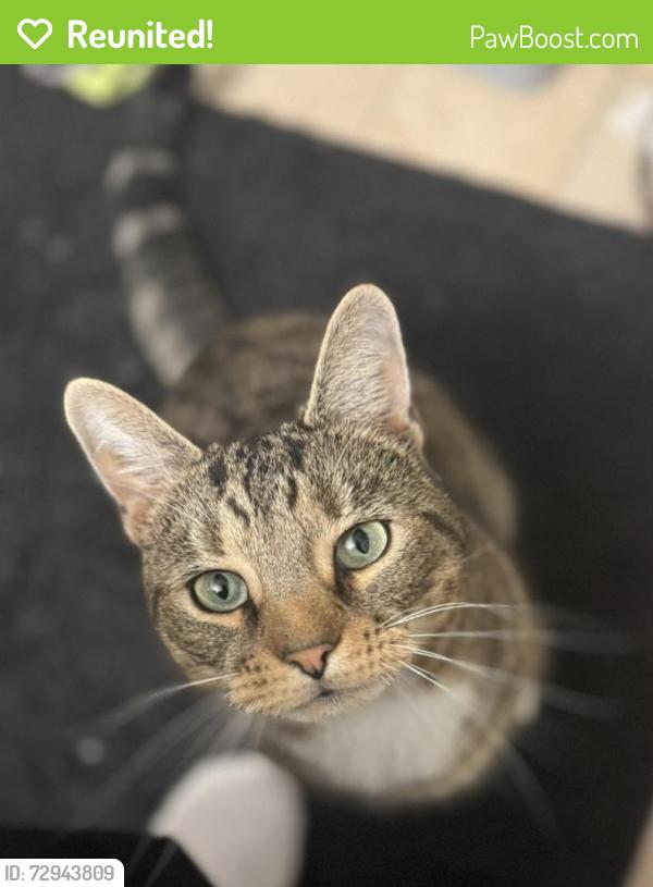 Reunited Male Cat last seen Mercier ave, Case St, Bristol, CT 06010