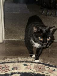 Reunited Male Cat last seen Near Portofino Ct, Wilmington, NC 28412, USA, Wilmington, NC 28412