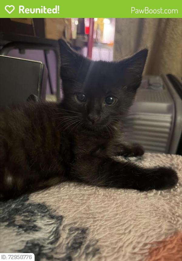 Reunited Male Cat last seen Fremont Park, Oxnard, CA 93030
