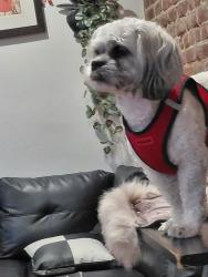 Lost Female Dog last seen Parque floshing. Quees, Queens, NY 11106
