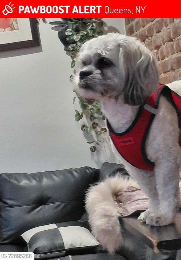 Lost Female Dog last seen Parque floshing. Quees, Queens, NY 11106