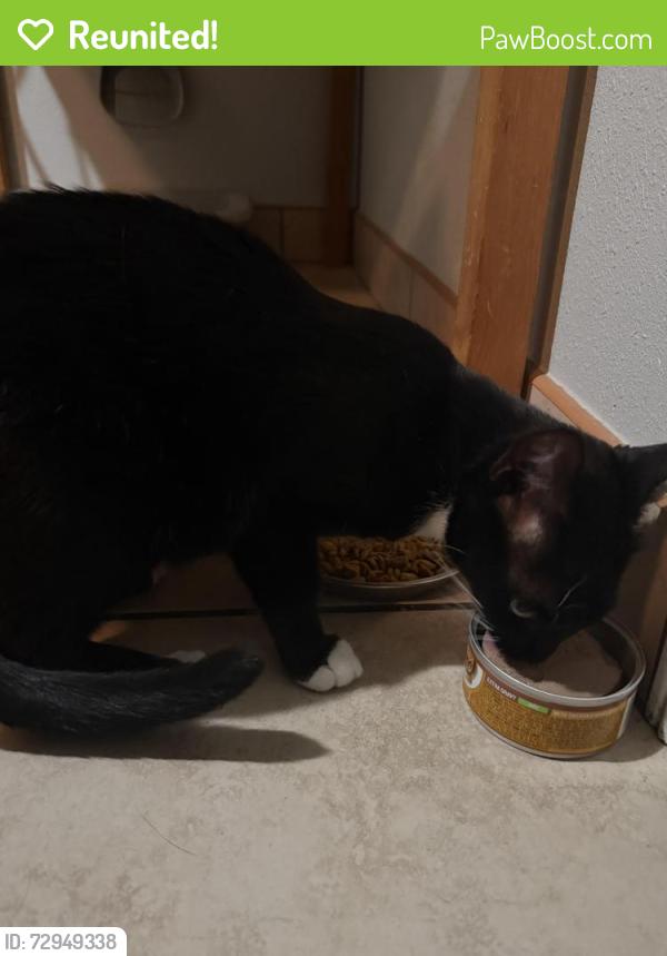 Reunited Female Cat last seen Wilcox Ave, Bell Gardens, CA 90201