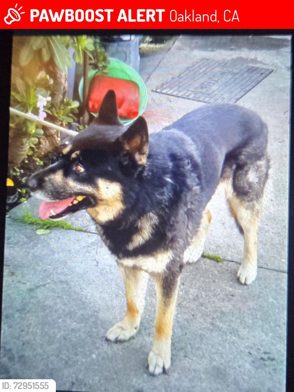 Lost Male Dog last seen Near block of East 15th Street and 19th Ave, Oakland, CA 94606