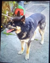 Lost Male Dog last seen Near block of East 15th Street and 19th Ave, Oakland, CA 94606