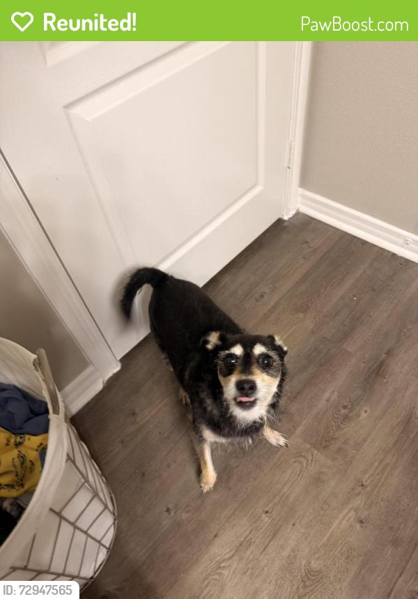 Reunited Male Dog last seen Ohio and Campbell near Campbell green park, Plano, TX 75093