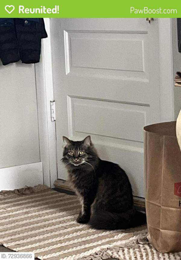 Reunited Female Cat last seen Fox Lane apmts, Shelby Township, MI 48317