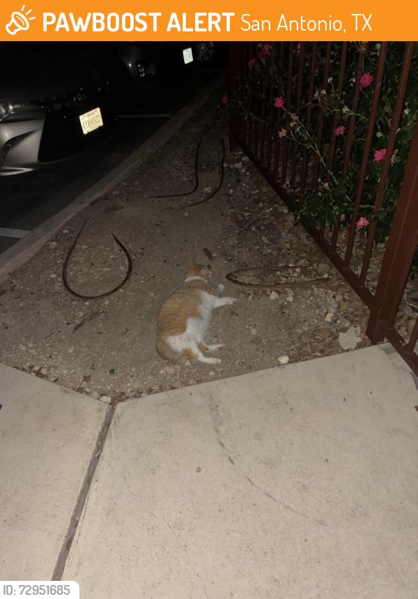 Found/Stray Unknown Cat last seen The Vance, San Antonio, TX 78230