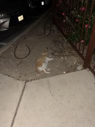 Found/Stray Unknown Cat last seen The Vance, San Antonio, TX 78230