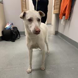 Shelter Stray Female Dog last seen , Westminster, CA 92683