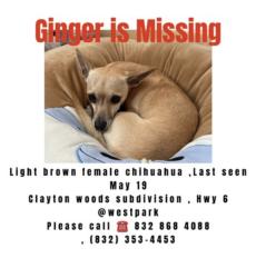 Lost Female Dog last seen Near Whitebud Dr, Houston, TX 77082